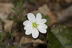 Rue anemone <BR>Windflower